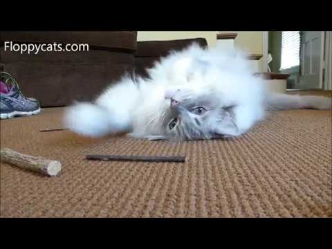 Silver Vine Sticks for Cats - Is Silver Vine Safe for Cats? Floppycats