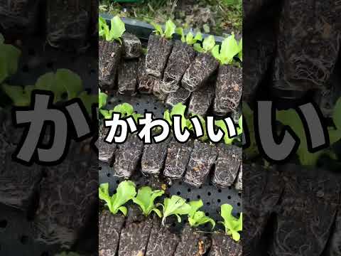 春レタスを植える時期
