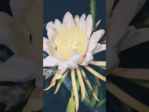 Insect Pollinators on Hana Dragon Fruit