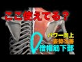 使えないと成長を妨げる僧帽筋下部