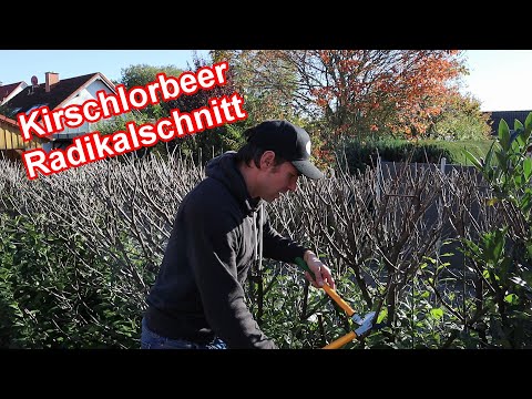 Radikalschnitt - Kirschlorbeer radikal schneiden - Kirschlorbeer komplett runterschneiden