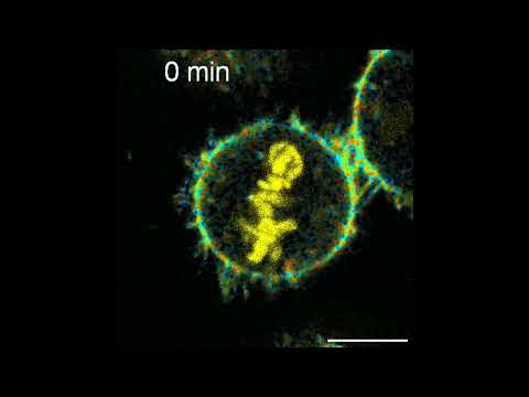 生命現象中の細胞膜の脂質秩序を連続観察できる蛍光色素の開発（細胞分裂80分間の連続観察）
