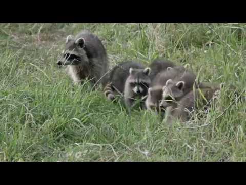 REGION DE TROISVIERGES CASTORS ET RATONS LAVEURS !! IMPORTANT !! La vidéo se termine à 02:55".