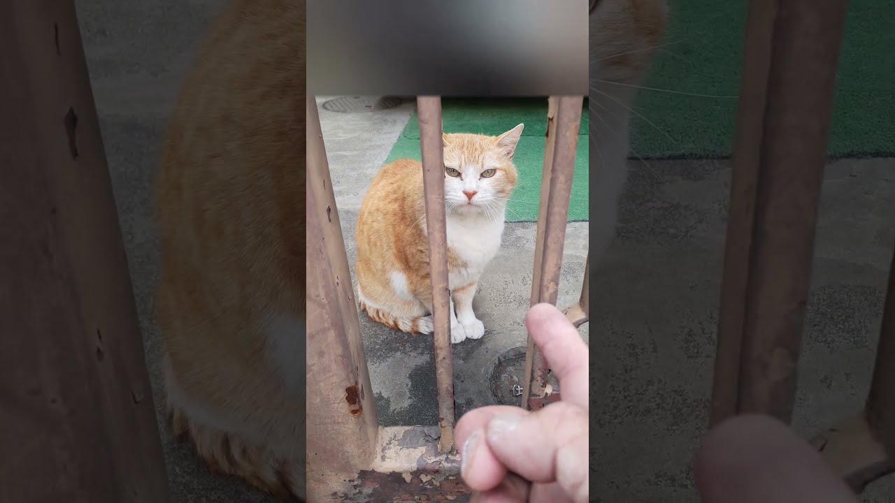 雪が谷にいた茶白猫さん。 #cat #cute