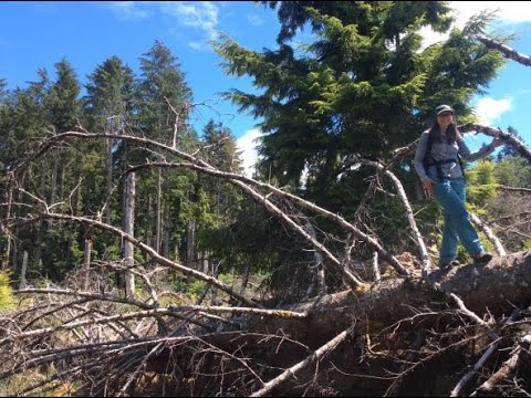 Windthrow Queen, Ammonite Fossil euphoria! Learn how you can Beach Prospect for Incredible Fossils