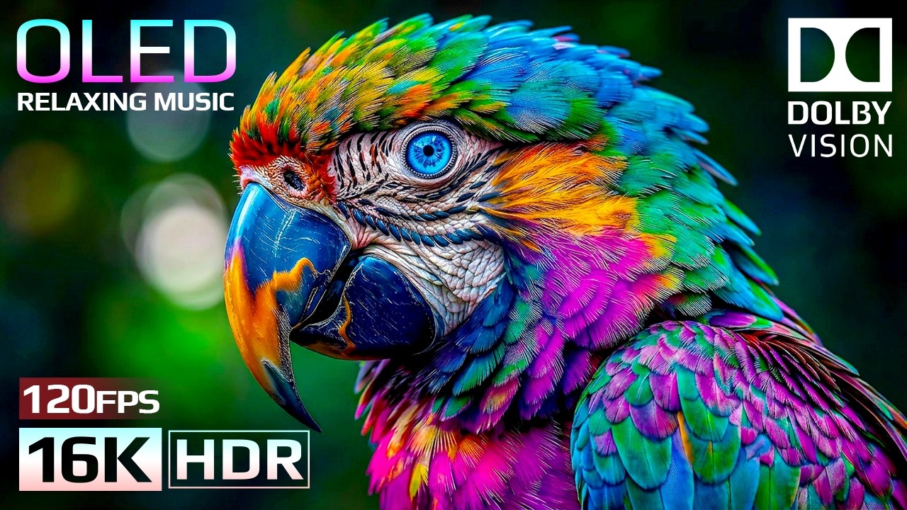 Amazing OLED HDR Test 16K Video | Dolby Vision HDR 16K 120FPS (8K/4K Video TV)