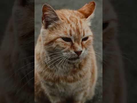 Cats || Are Cats Pure?? || Can Muslim Keep Cats?? || Cats In Islam || Animal || By Sister Andlib