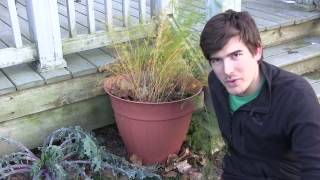 How To Overwinter Perennials in Containers