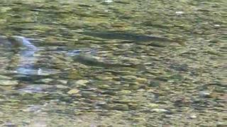preview picture of video 'Salmon, Grand Lake Stream, Maine'
