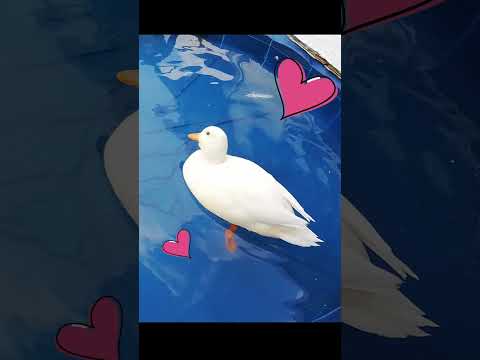 IUCN分類における絶滅の危険性を示す図。