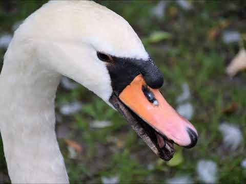 BRUGES 29 05 2017 RATIO 4 3   kopie