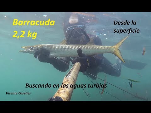 Pesca submarina Barracuda 2,2 kg desde la superficie con agua turbia