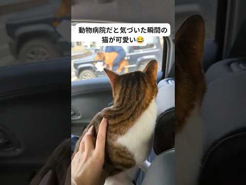 犬と猫:ペットの方が明らかに賢いことが研究で判明