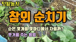 텃밭농사 참외순지르기 참외순치기 참외 웃거름주는법 참외농사