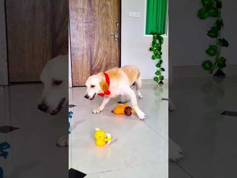 मेरे डॉग ने भंडारे के लिए क्यों मना किया😭 #funnydogs #shorts