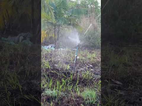 Testando irrigação nova no Açaí na Faz Melancia Nova Olinda do Maranhão