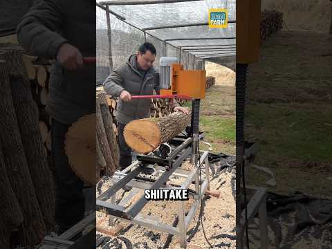 How do the Chinese grow shiitake mushrooms? #shiitake #shorts