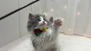 サイベリアンの動画01