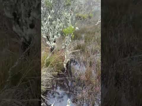 nacimiento de agua  natural bosque páramo 3300msnm en Siachoque Boyacá #naturaleza #paramo 👍👍