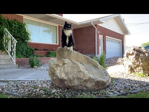 Artie Standing Above the World [In His Little Walnut Brain]