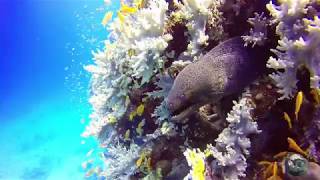 preview picture of video 'SCUBA DIVING EGYPT - Elphistone Resort Marsa Alam - Housereef 2017'