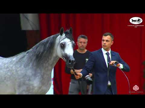 N 162 PTOLEMEUSZ   European Championships 2022   Stallions 4 5 Years Old Class 11