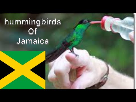 image-What does the hummingbird represent in Jamaica?