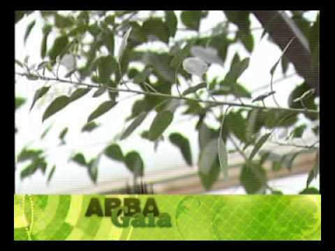 presentaci�n abba gaia