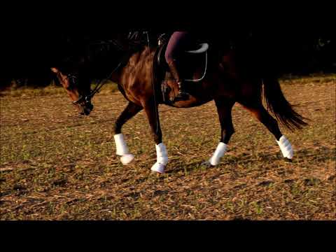 SOLD OL Stute Bretton Woods - Jazz Time - Rohdiamant *2012