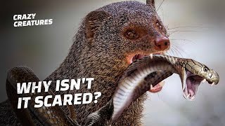 How Does This Tiny Mongoose Kill King Cobras?