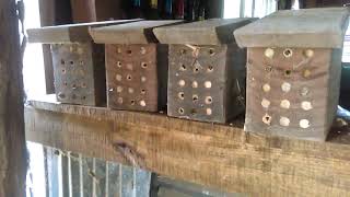 Mason Bees Hard At Work
