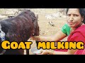 Goat Milking