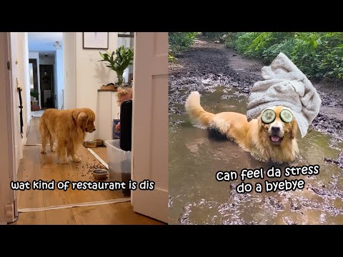 3 Reasons My Golden Retriever Wants to ESCAPE The House