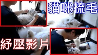 貓咪廢片 | 貓咪梳毛 | 日常紓壓 | 叮噹 | Sugar  | SONY | 金吉拉 | 捲耳波斯