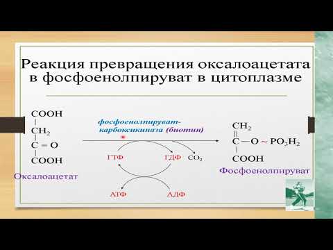 Биохимия Урок 5 Глюконеогенез