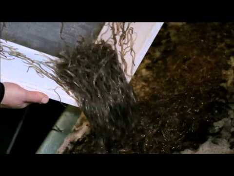 earthrise - Return of Elvers