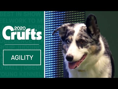 Kennel Club Novice Cup Agility Final (Agility) - Part 2 | ​Crufts 2020