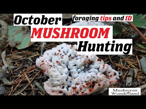 October Mushroom Foraging- foraging tips and identification