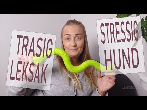 Den stressade hunden och hunden som tuggar sönder leksaker