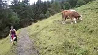 preview picture of video 'Sneaking past a cow in the Swiss Alps'