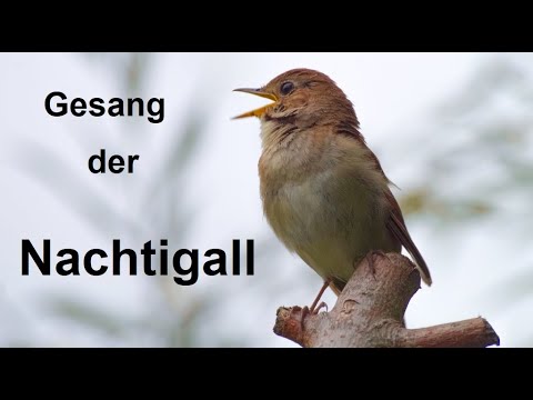 ASMR 1 Stunde Nachtigall Gesang Geräusch. Singing Nightingale Sound.  Vogel der Nacht Nähe Dresden