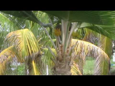 Sober monkeys in St. Kitts