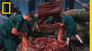 The Gross Stuff | T.rex Autopsy: Behind the Scenes