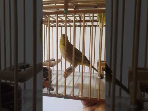 Canario Criollo EL GRAN BALAY 2020