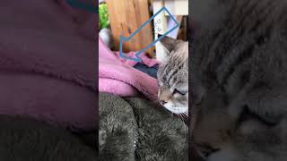 今日の、らにとぽんず。2018. 11.17today's my kitty