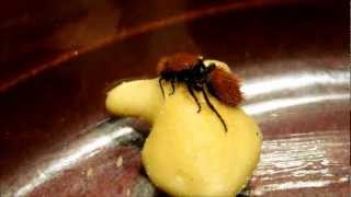 Velvet Ant Loves Goldfish Crackers