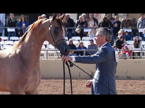 NABHAAN AL SHAHANIA - Yearling Colt winner Scottsdale 2019