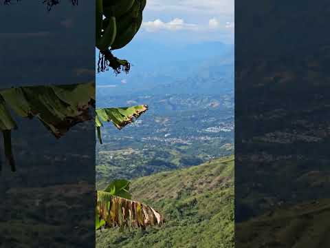 Cultivos de Café y Platano cerca a San Jeronimo, en Antioquia. #colombia
