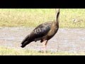 A Big & Black Bird With Very Long Beak 