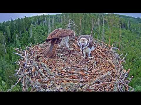 2018 08 04 Estonia Osprey Branch And Huge Fish